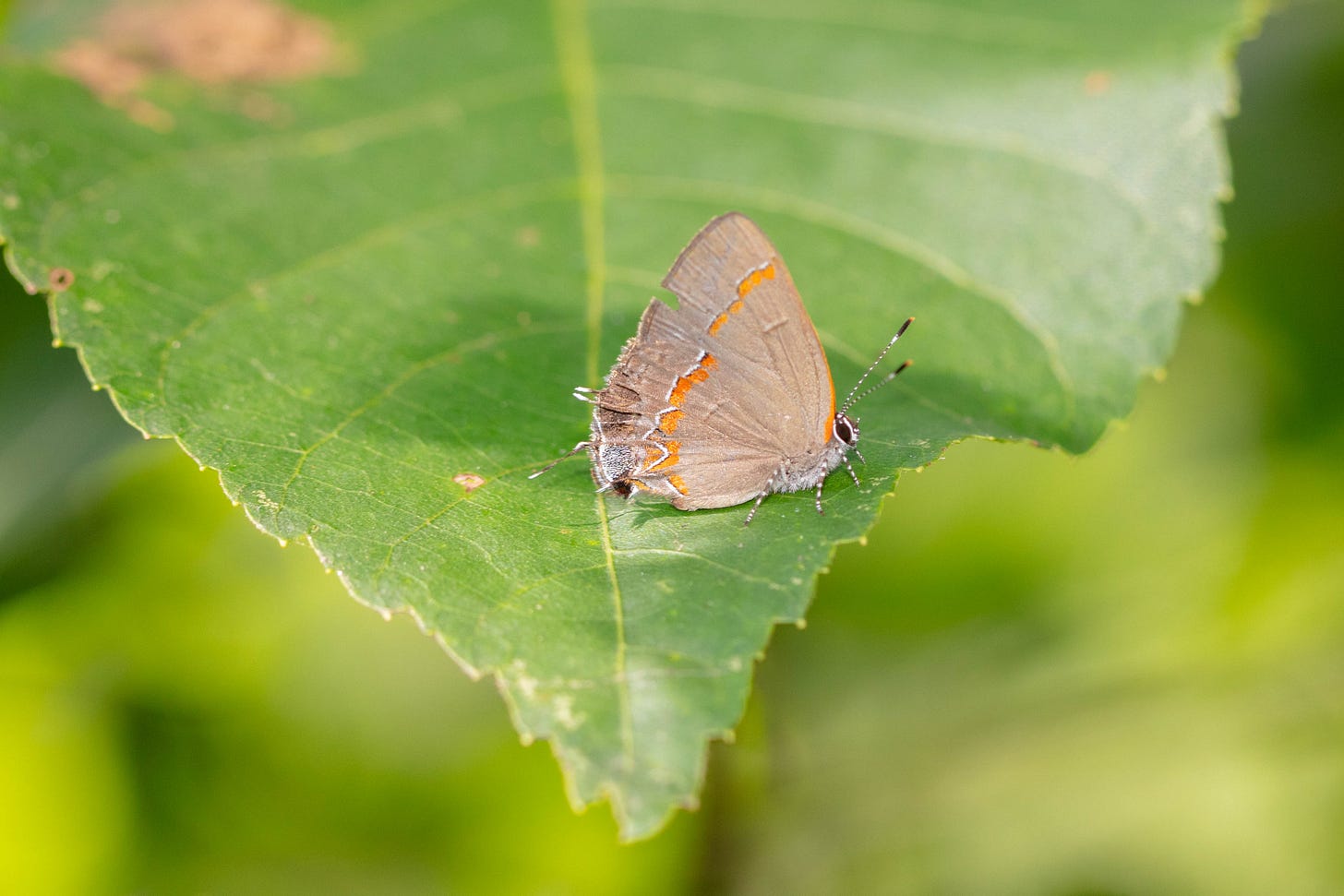 A small gray butterfly with a band of orange red, resting on a leaf