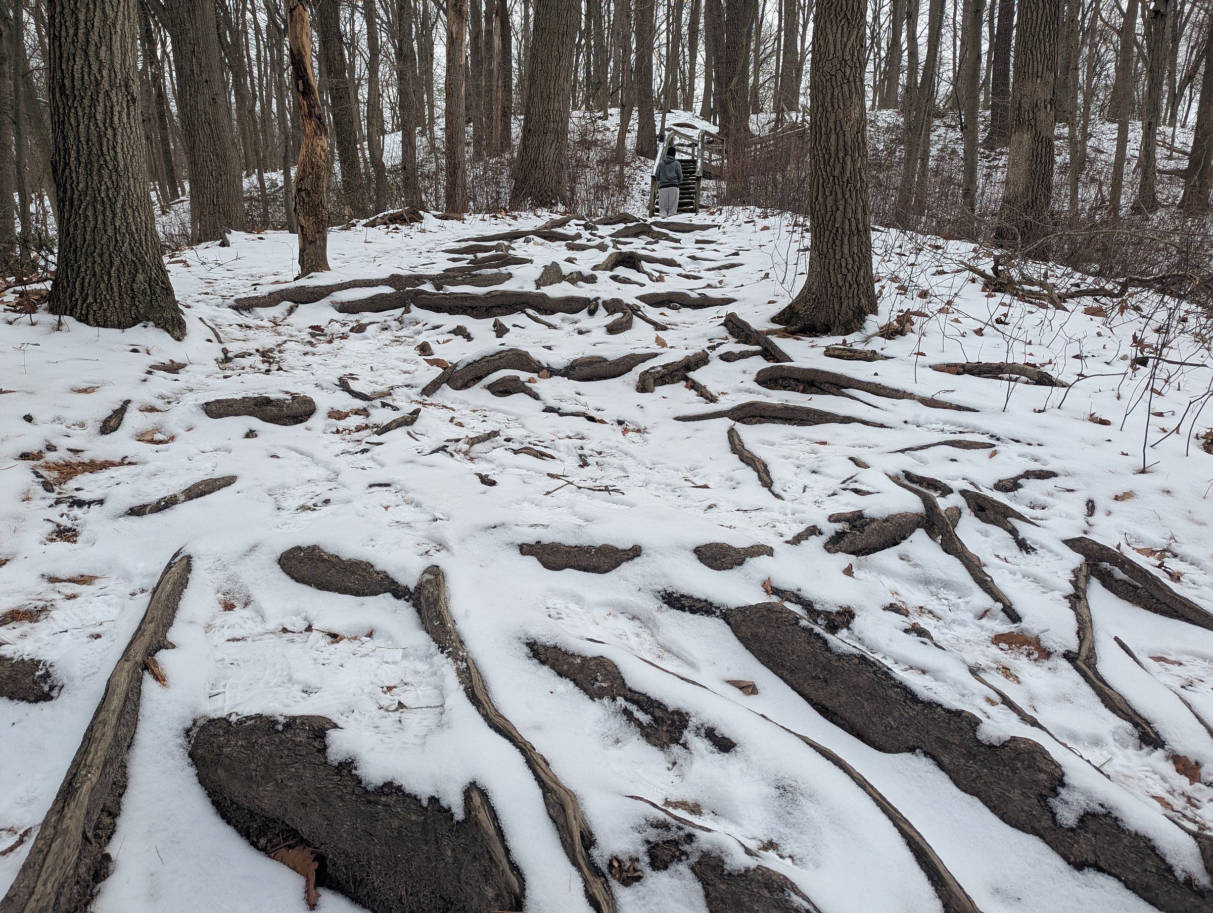Looking uphill in the woods on a snowy, wintry trail. In the distance, a set of stairs climbs a snow-covered hill. In the foreground, covered in snow, are rocks and tree roots. They are numerous and imposing, and obstacle to be crossed before getting to the stairs in the distance. A runner is at the bottom of the stairs and is about to climb them.