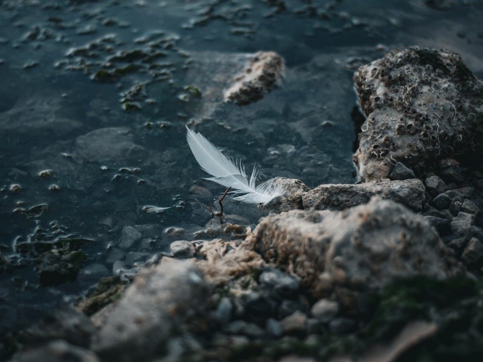 a white feather sitting on top of a rocky beach a white feather sitting on top of a rocky beach