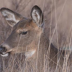 Shenandoah River State Park to Close for 'Deer Management' Hunt