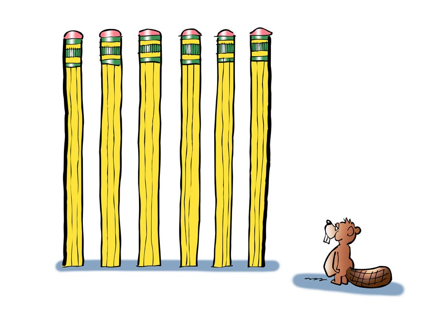 Cartoon illustration by children's book author Mark Armstrong. Beaver standing and looking at a row of six large No. 2 pencils.
