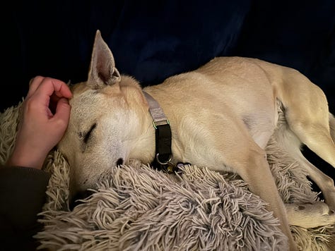The same medium yellow dog in various positions of laying and relaxed, usually with her belly showing.