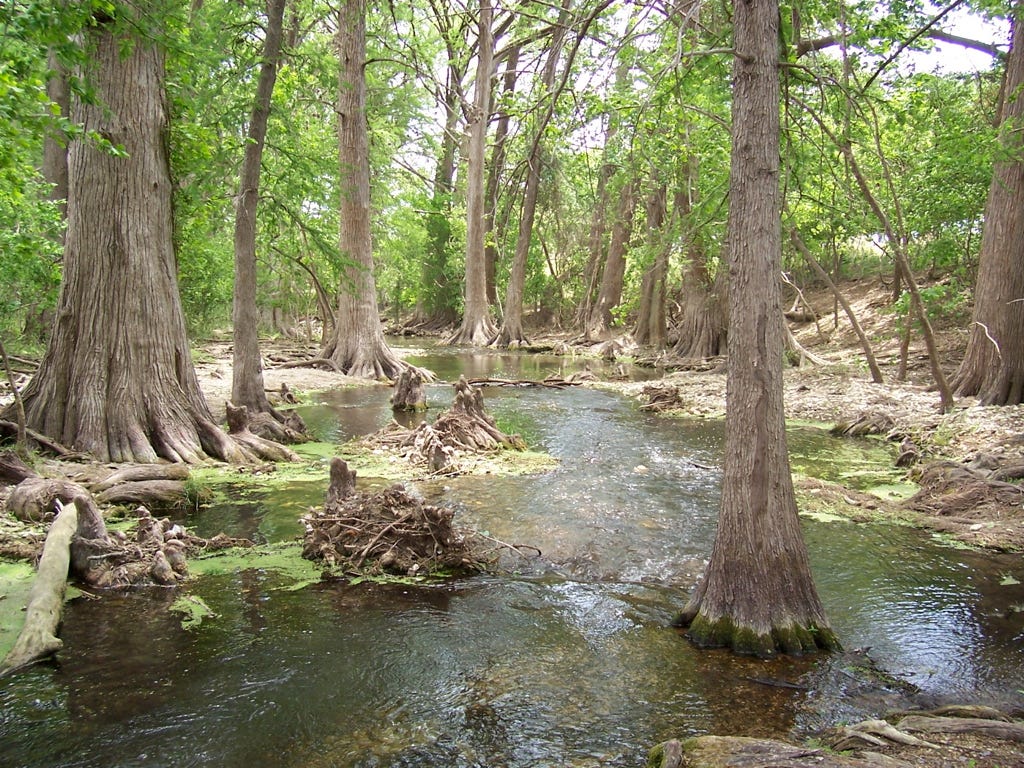 A stream with trees in the forest

AI-generated content may be incorrect.