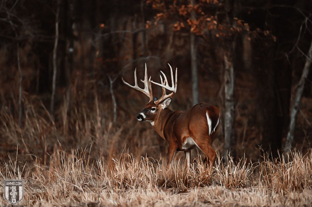 Nosler ammo for sale