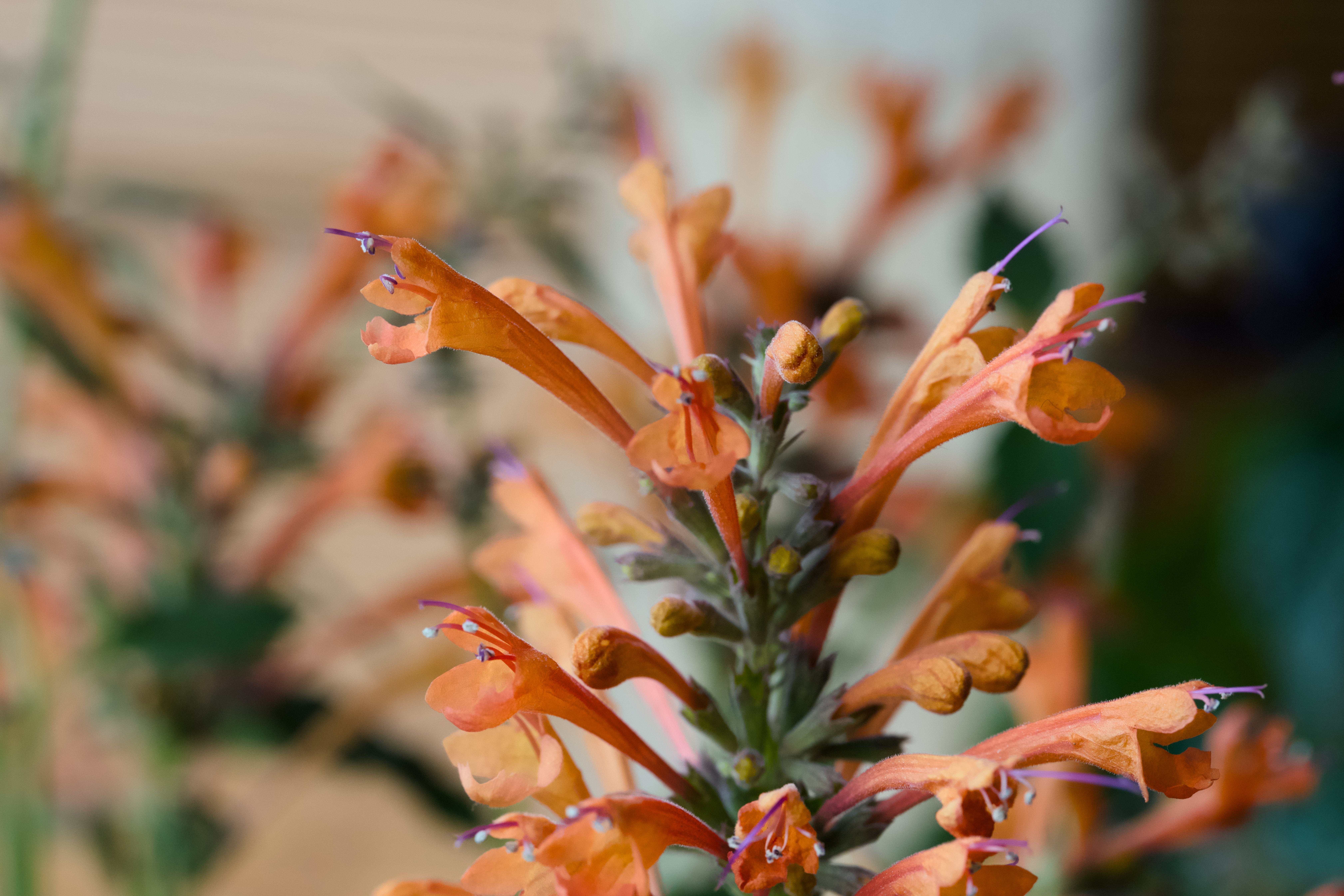 Growing Agastache: Native Plant Care Tips for Pollinator-Friendly Gardens