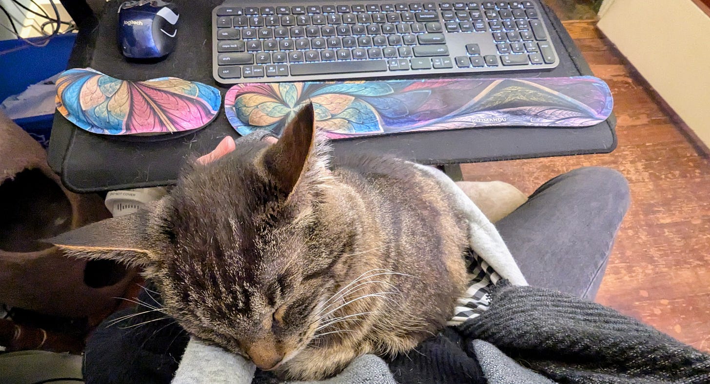 A very sweet tabby curled up on my lap in front of my keyboard.