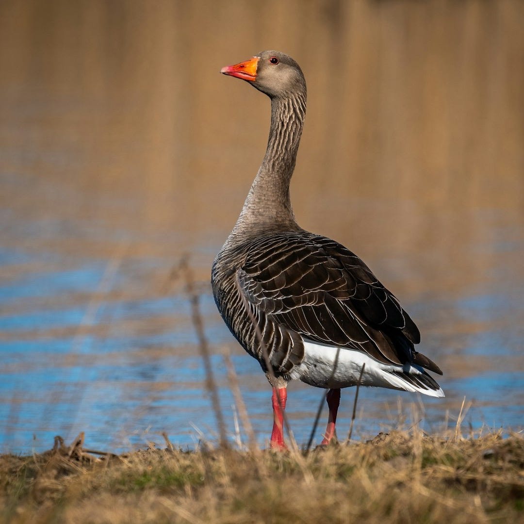 A goose stands proudly by the water's edge. A goose stands proudly by the water's edge.