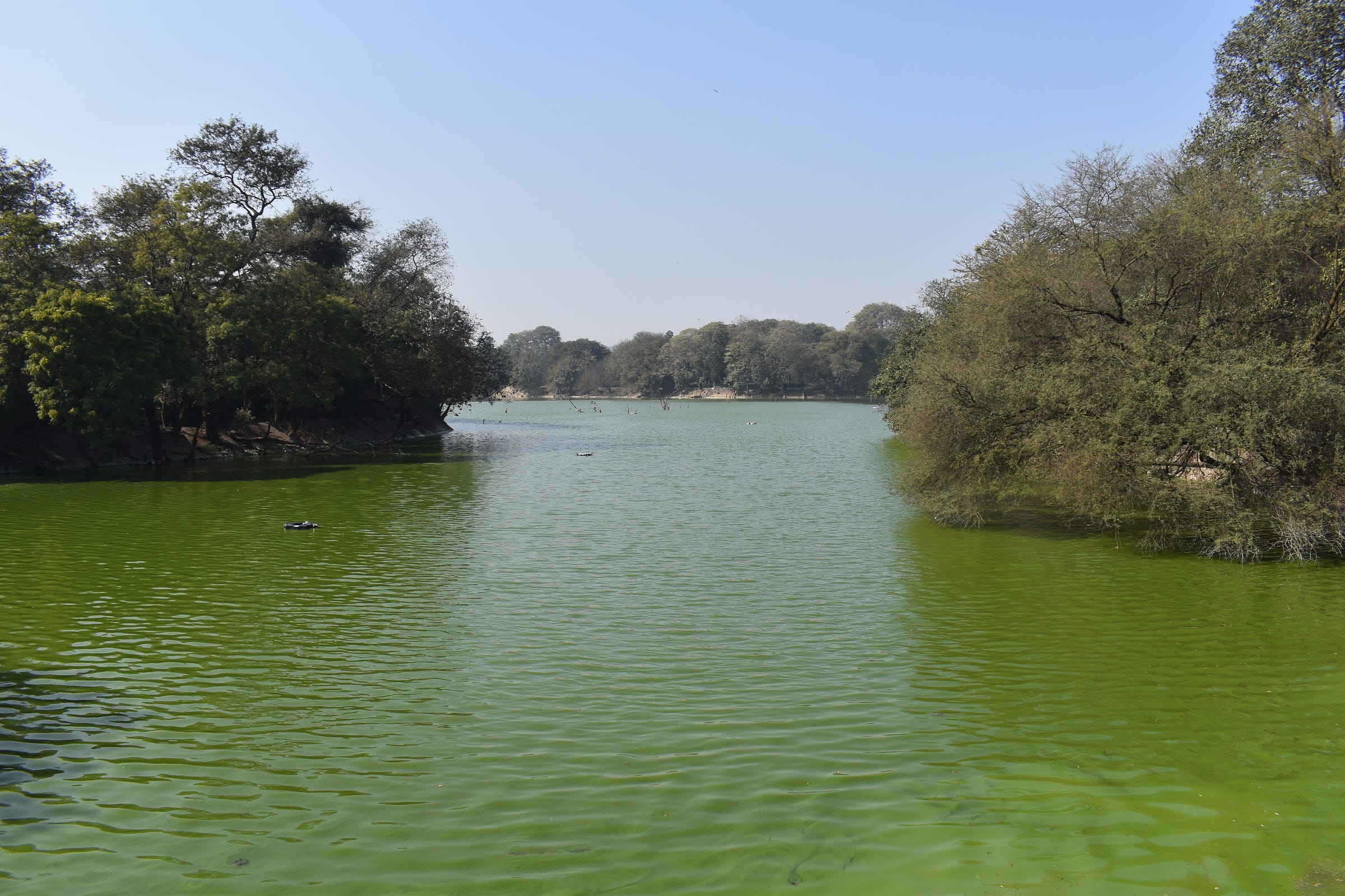 Emerald or algal, you decide