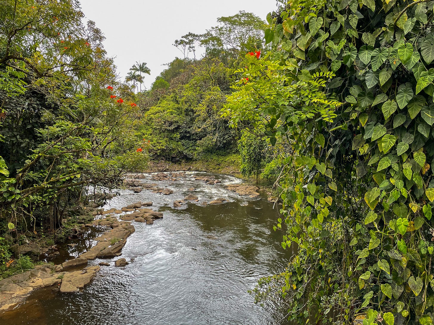River view along a scenic drive in Hilo