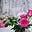 Snow and Pink Roses's avatar