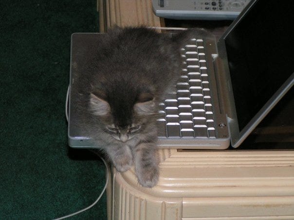 Kali_Older_Cats_Like_Computers Kali_Older_Cats_Like_Computers