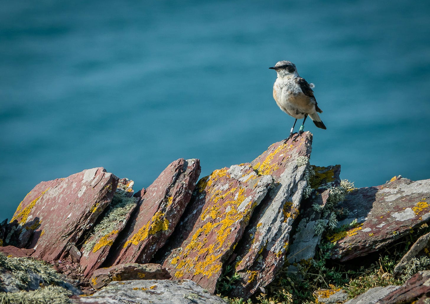 a bird on a rock a bird on a rock