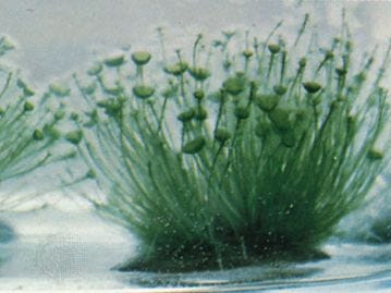 “mermaid's wine glass” algae “mermaid's wine glass” algae