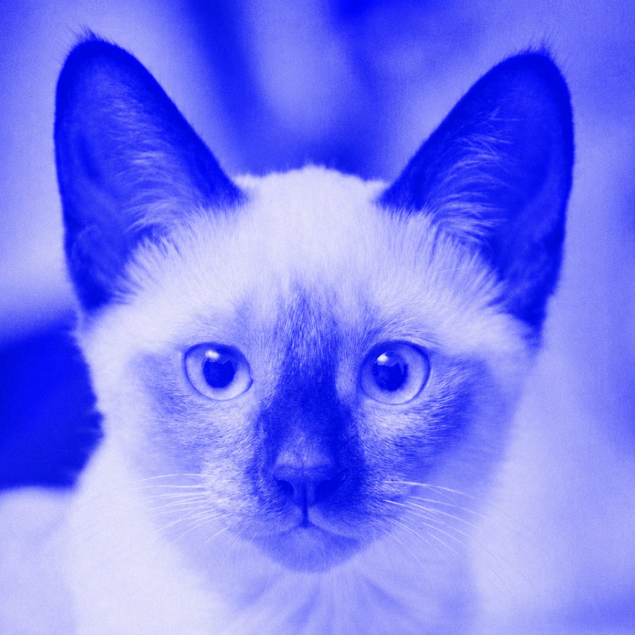 The Last Siamese