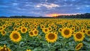 Cyn the Bougie Hippie