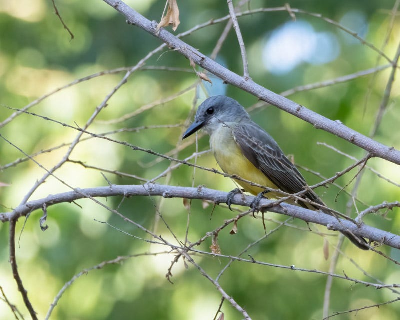 20250710-SantaGertrudis-191-Edit.jpg 20250710-SantaGertrudis-191-Edit.jpg