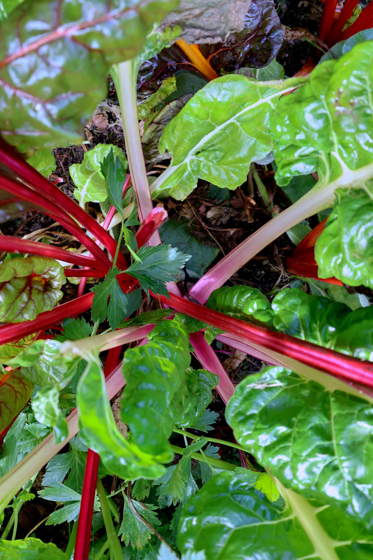vulcan swiss chard plants vulcan swiss chard plants