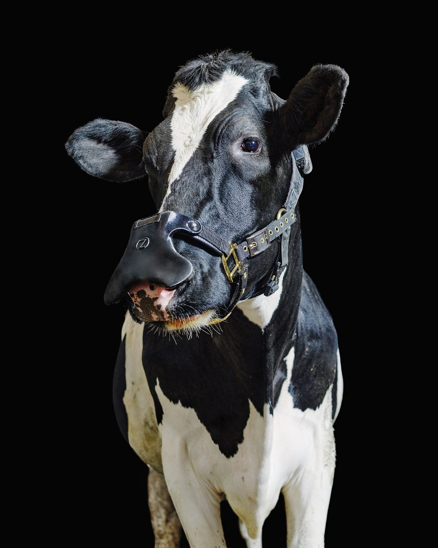 Image may contain Animal Cattle Mammal Cow and Dairy Cow