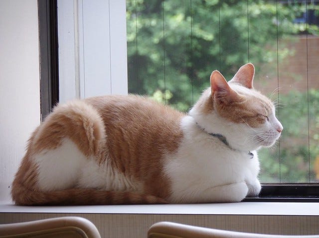 Cat Cafe Ebisu Cat Cafe Ebisu