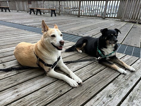 Photos of dogs