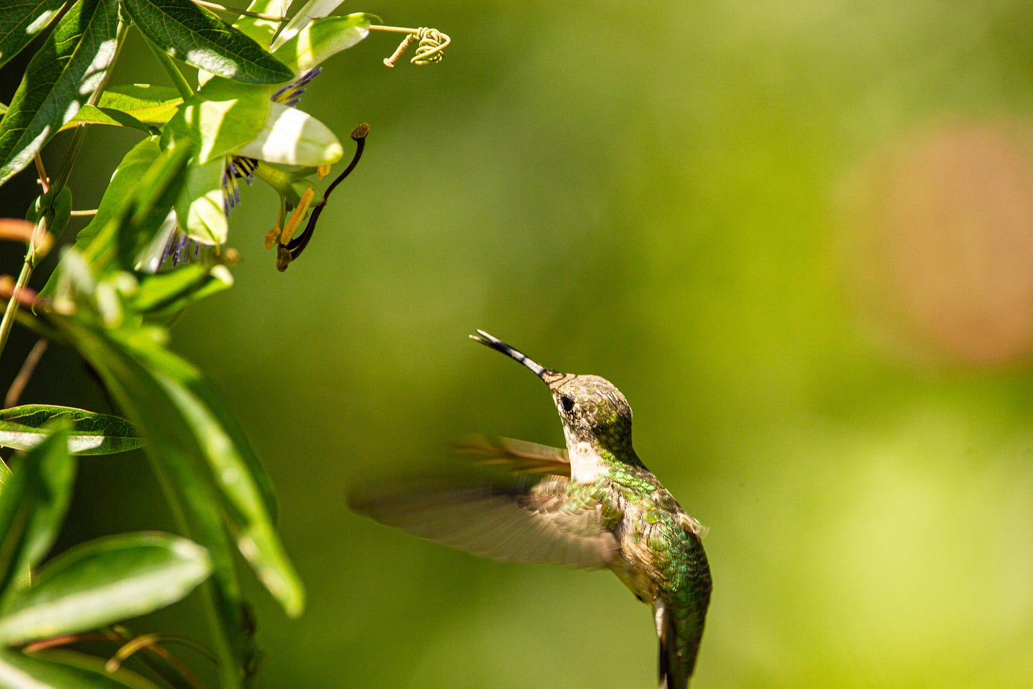 An olive-green and white hummingbird in flight, approaching a white and purple flower, with a curlicue shadow cast onto the hummingbird's head.