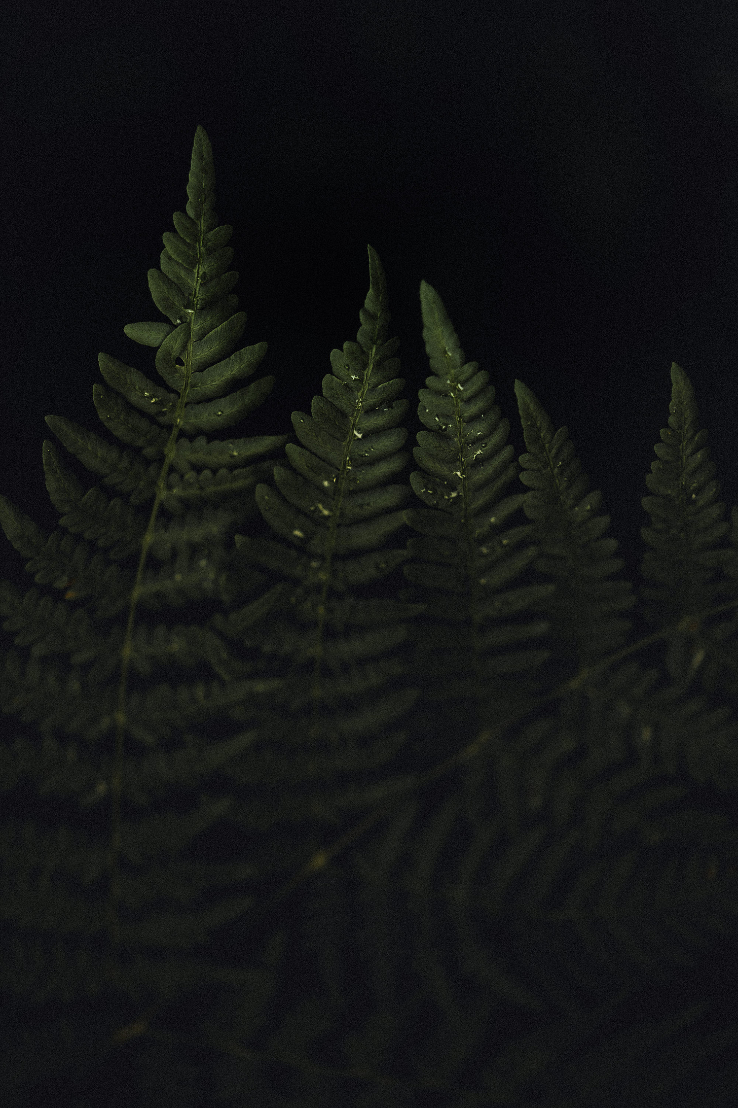 finnish fern