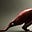 Worker Meat Drone Z-690's avatar