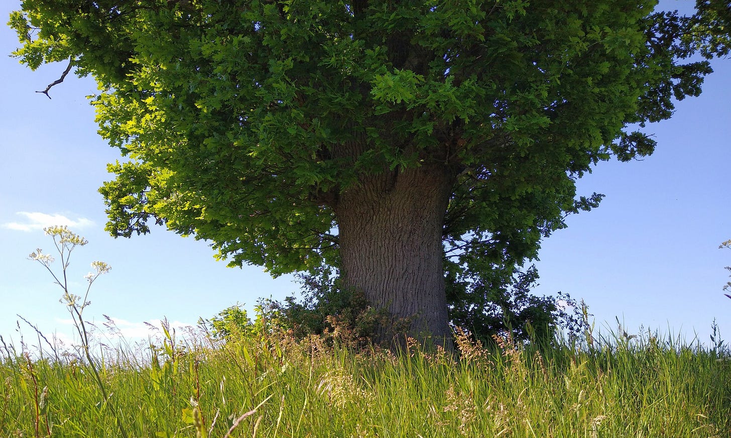 May be an image of tree and grass