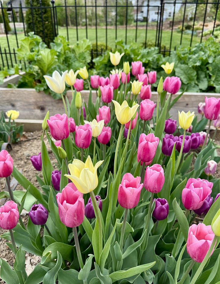 Tulips are our first crop in the Kitchen Garden this year. The first photo was from April 25th, and the second April 29th.