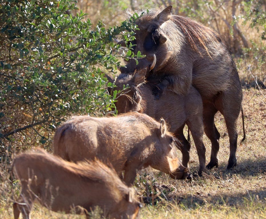 warthog family warthog family