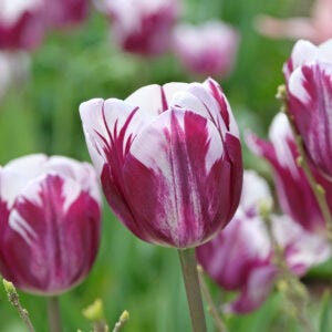 Tulip varieties 