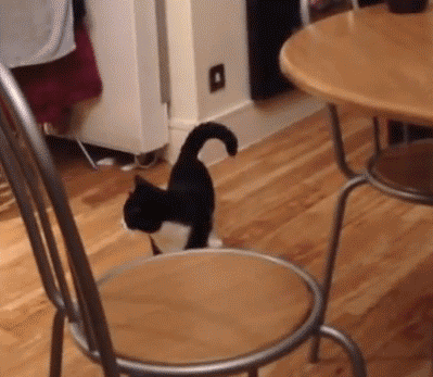 People Are Sharing Pics Of Their Cats Acting Weird (Add Yours) | Bored Panda