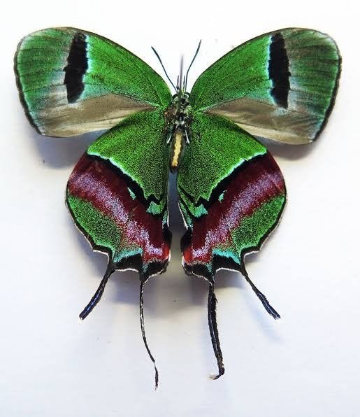This may contain: a green and red butterfly sitting on top of a white surface