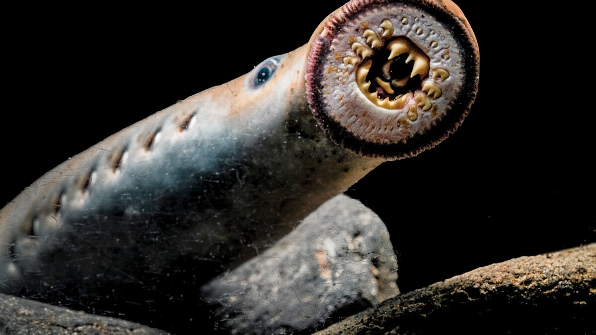 Pacific lamprey have survived 5 mass extinctions but are now under threat