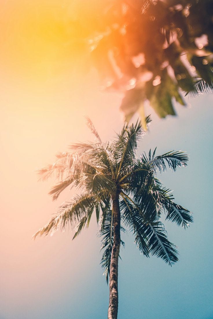 This may contain: a palm tree with the sun shining behind it This may contain: a palm tree with the sun shining behind it