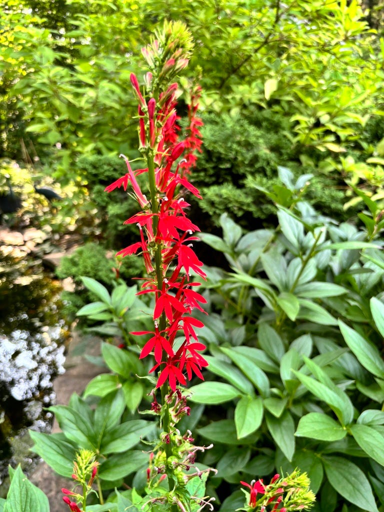 Cardinal Flower Cardinal Flower