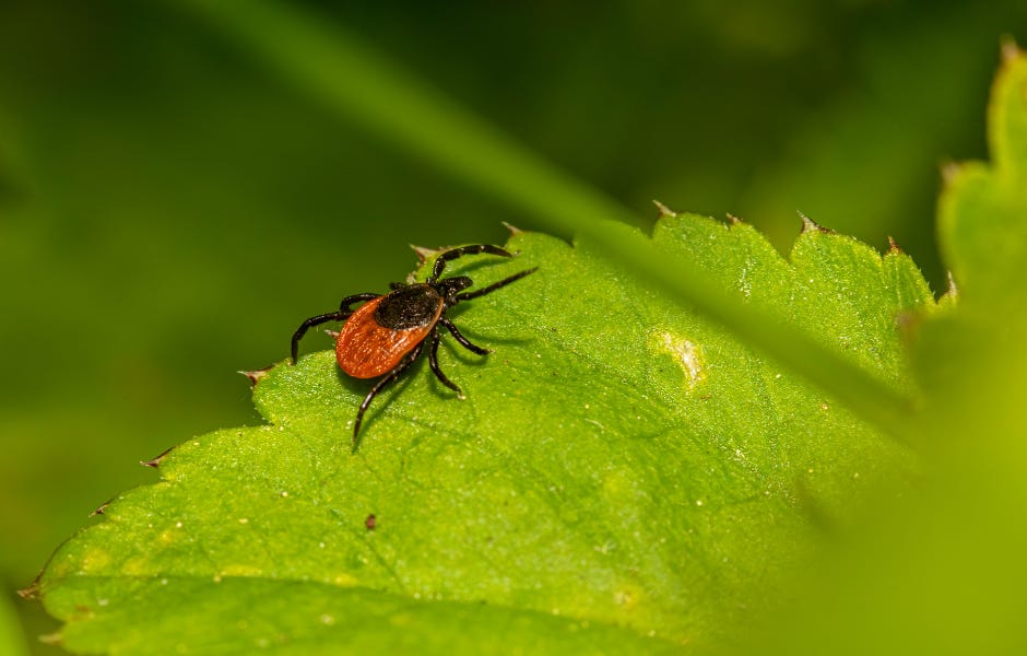 Chronic Lyme Disease: fake diagnosis, but it's more complicated