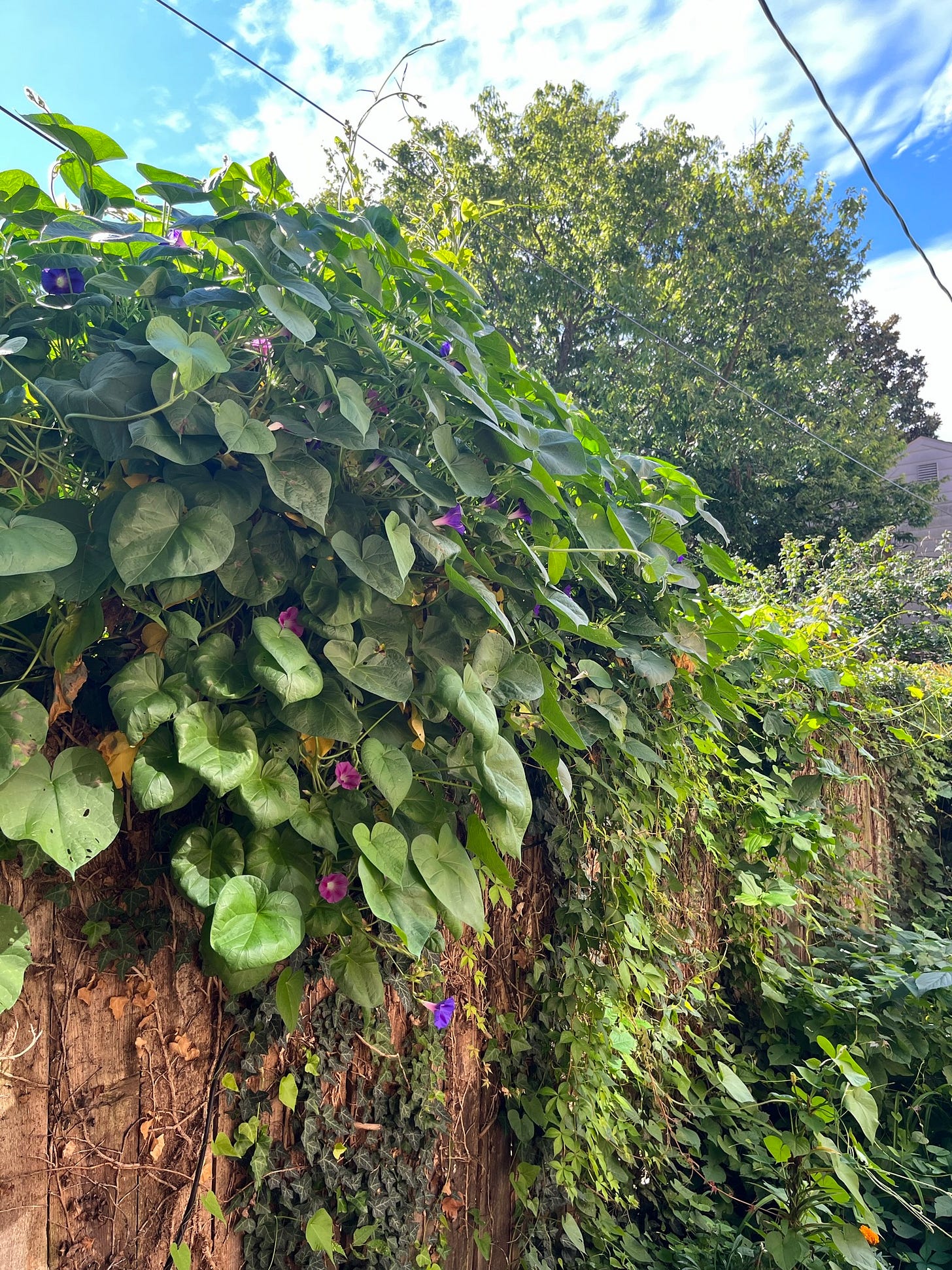 A big mass of vining plants climbing over a fence and into Robyn's yard.