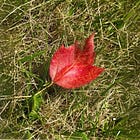 Ikigai Thought for Today: Rumors of a Change
