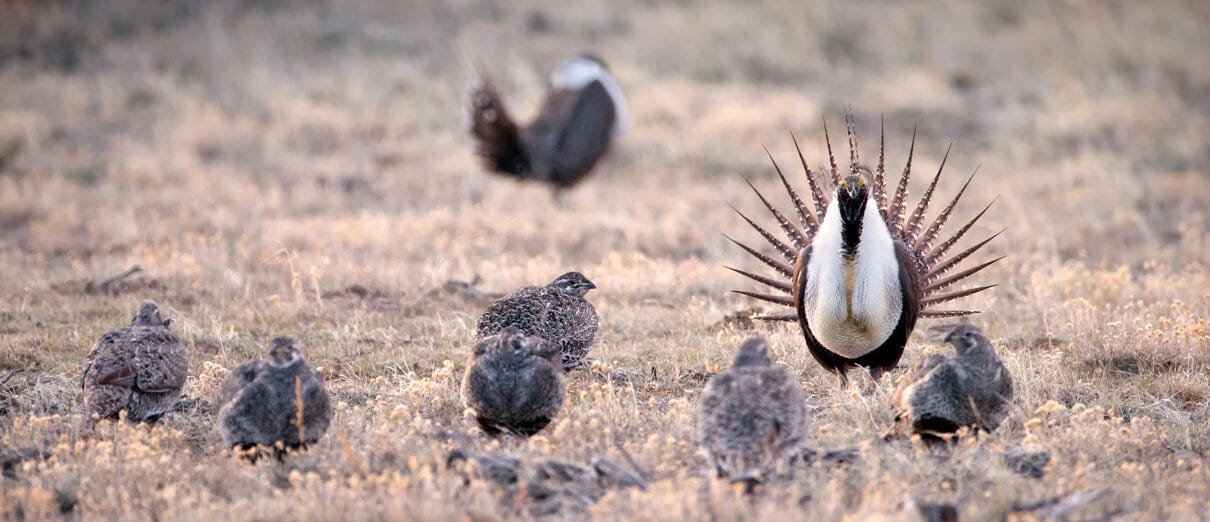 Greater Sage-Grouse - American Bird Conservancy Greater Sage-Grouse - American Bird Conservancy