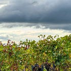 Ruché: Piemonte’s Little Red Secret