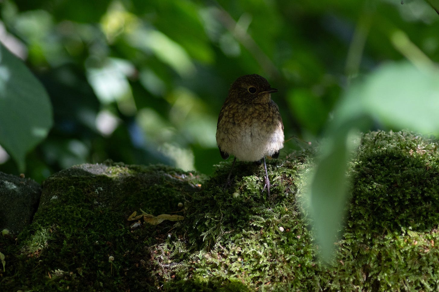 juvenile robin photo by Hannah Nunn