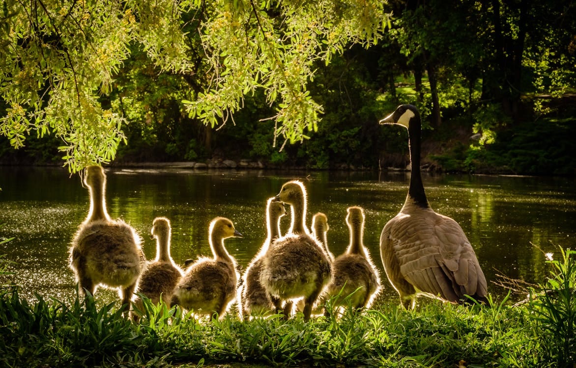 Free Ducks Near Body of Water Stock Photo