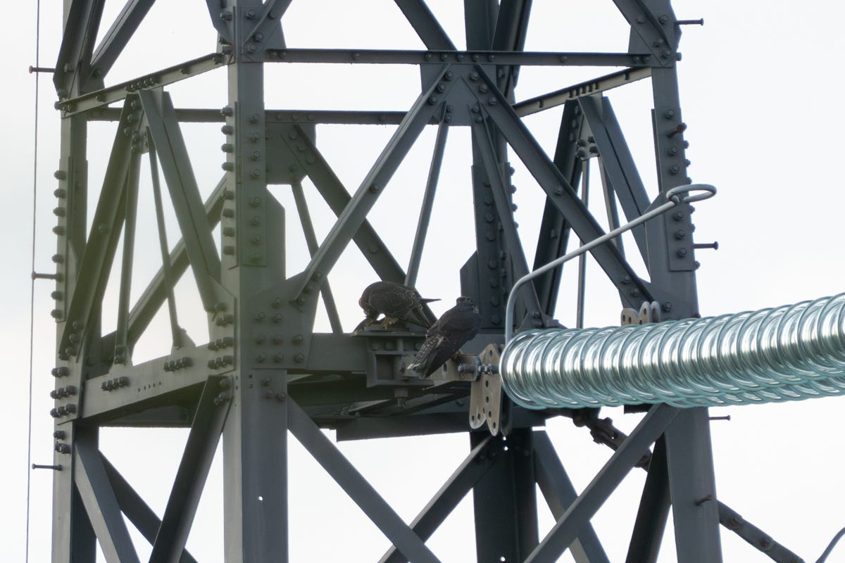 A pylon made of metal girders with two brown birds perched on it, both with their back turned. One appears to be eating an unidentifiable prey item.