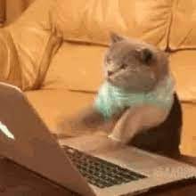 cat typing on a laptop