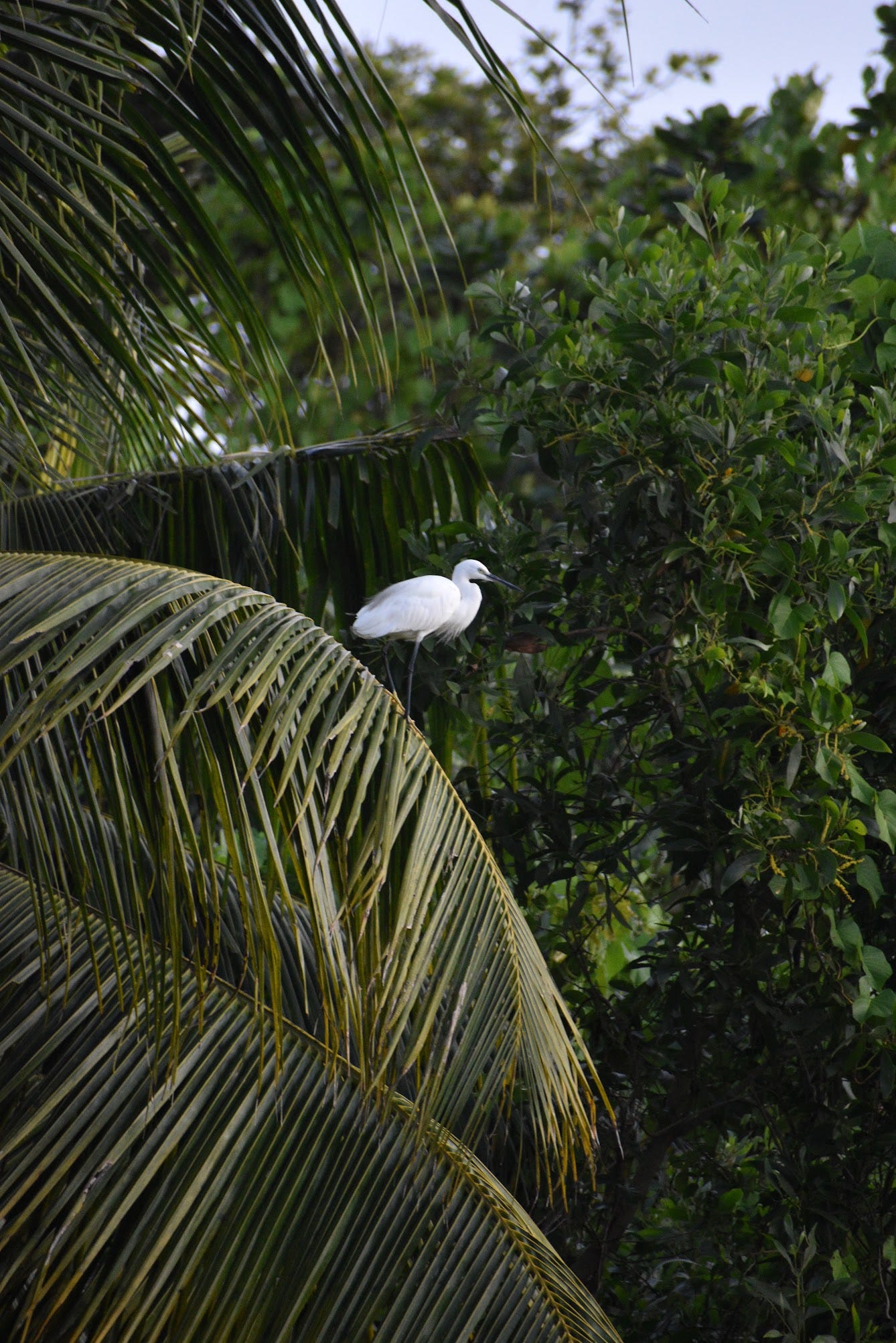 Oh it's just an egret, booooringgggg