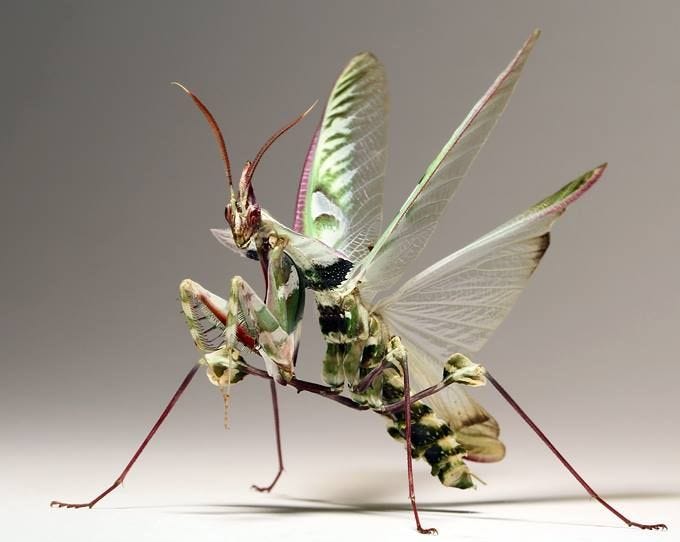 This may contain: a close up of a insect with wings and legs on it's back end