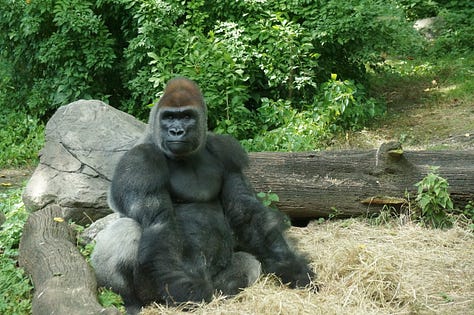Portraits of a Bronx zoo gorilla