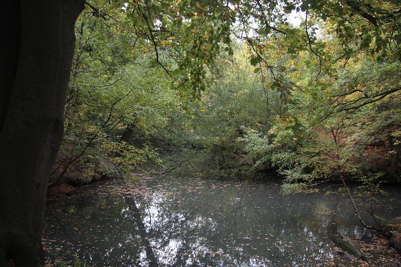 Knighton Woods, by Terry Freedman
