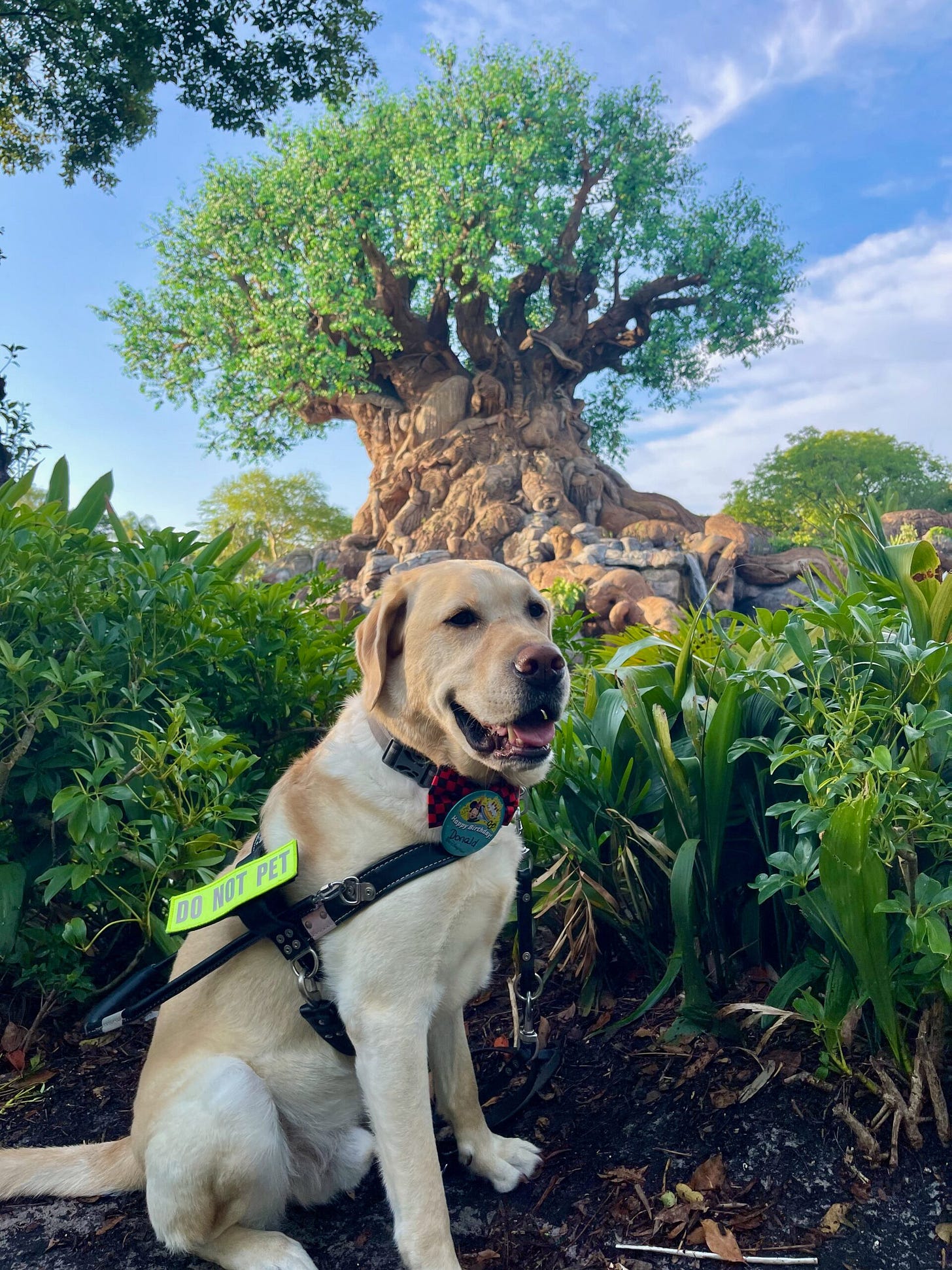 Donald is Top Dog: Fort Myers Labrador guides his blind Army vet handler to freedom and fame as a finalist for America’s 2025 Hero Dog Award.